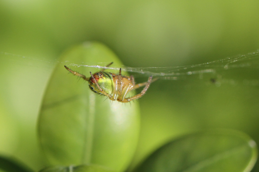 Araniella opisthographa  - Arenzano (GE)